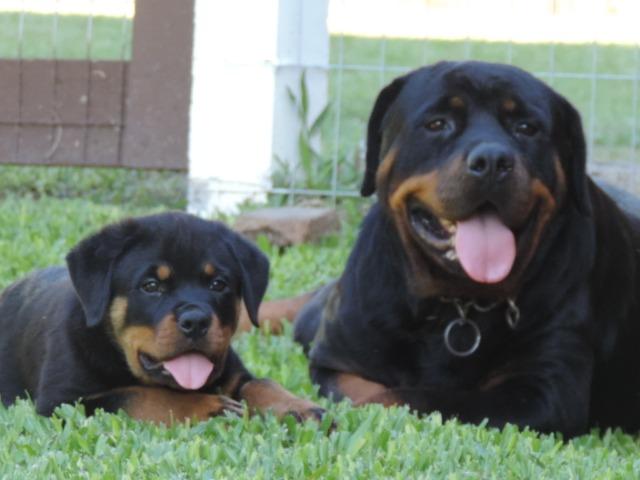 Filhotes de Rottweiler c/ Pedigree