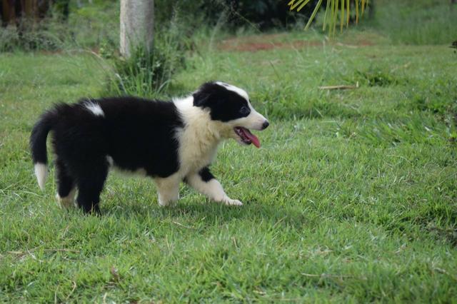 Filhotes de border collie macho