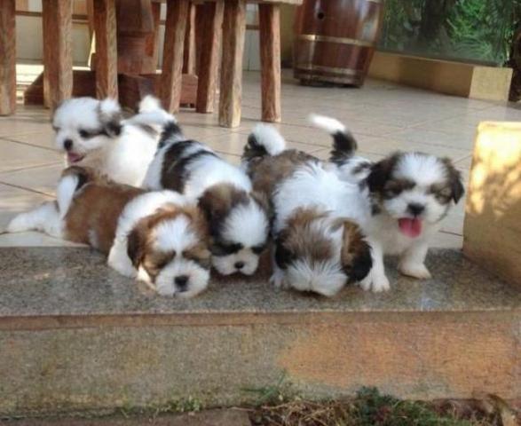 Filhotes shih tzu miniaturas com pedigree 