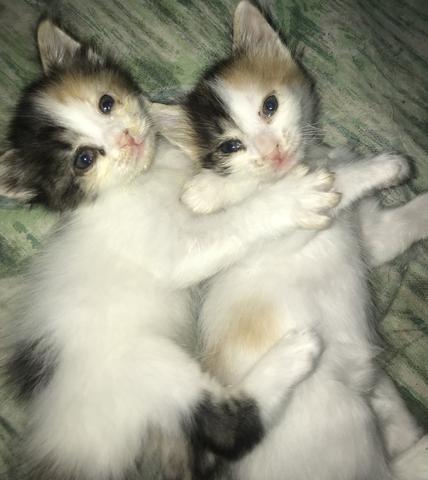Gatas para adoção responsável?