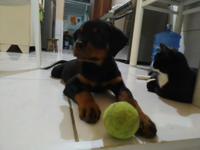 Hotwweiler