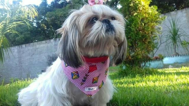 Kit de bandana para cachorro e gato