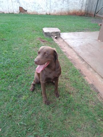 Labrador procura namorada