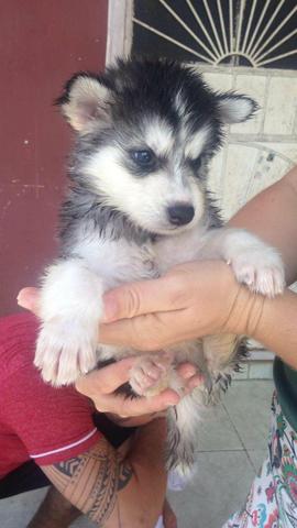 Lindezas de Husky Siberiano!