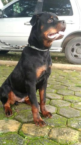 Lindo filhote de rottweiler!