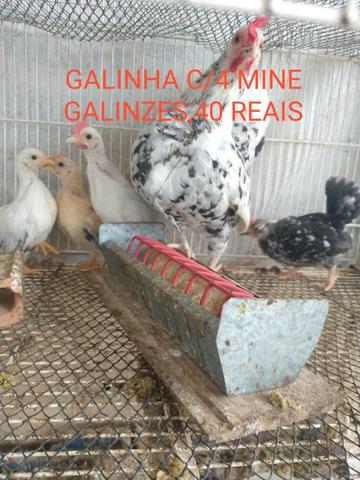 Mine galinzes