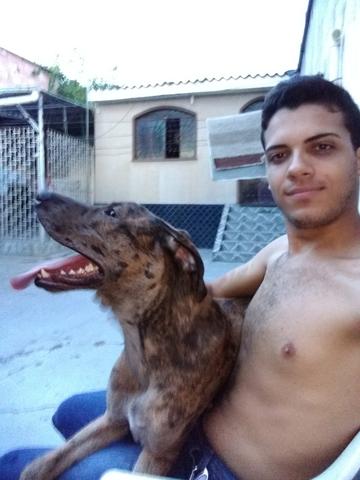 Negócio dogue Alemão