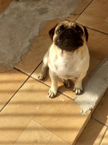 PUG Fêmea