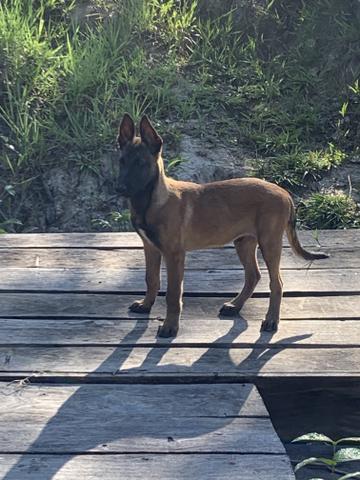 Pastor Malinois