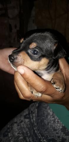 Pinscher bem pequeno