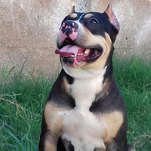 Pitbul tricolor