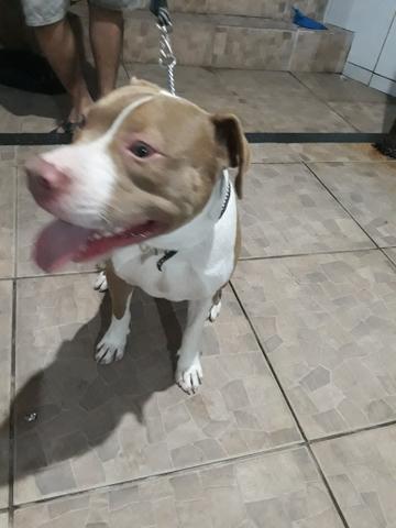 Pitbull