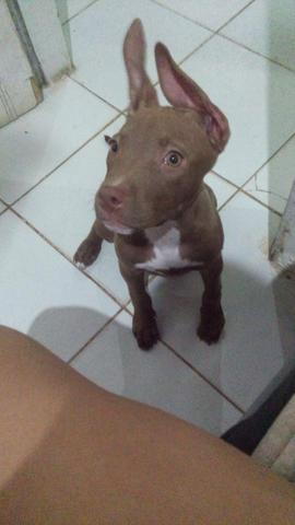 Pitbull