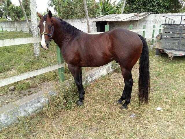 Potro lindo forte alinhado nós Bois pra Vende ligeiro