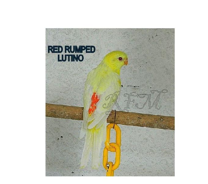 Red Rumped Lutino