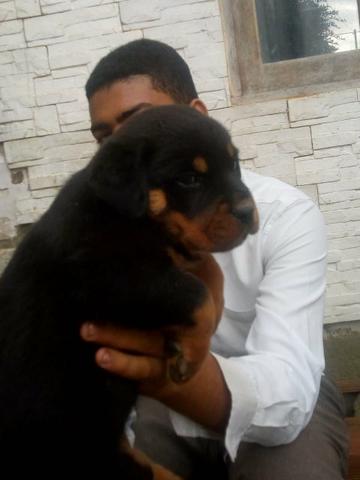 Rottweiler