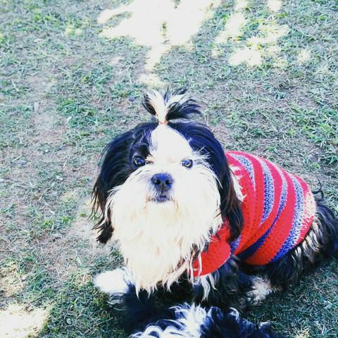 Roupa para seu Pet ?