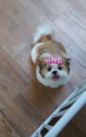 Shih Tzu fêmea (5 meses)