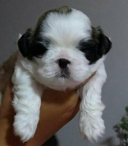 Shih Tzu á venda