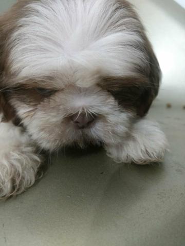 Shihtzu raríssimo olhos azul com pedigree