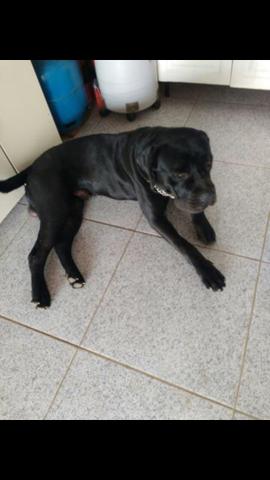 Vende cane corso