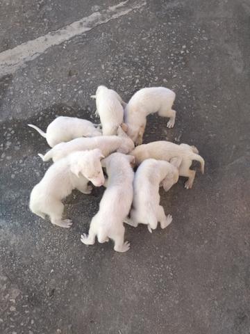 Vende-se