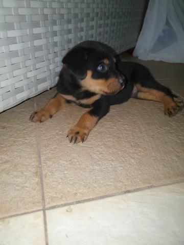 Vende-se rottweiler