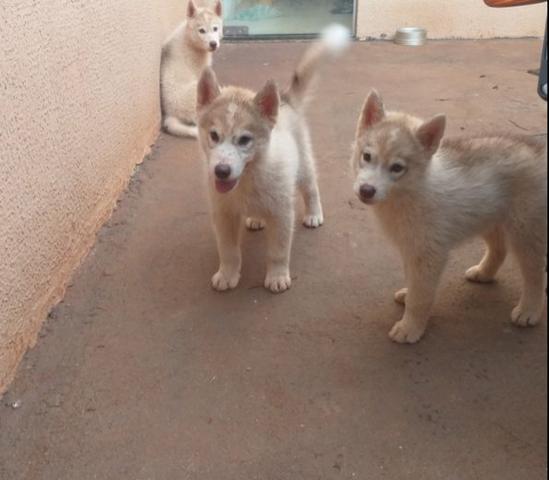 Vendo 3 cachorros da raça Husky Siberiano