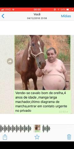 Vendo cavalo manga larga e 3 leitoas de boa qualidade