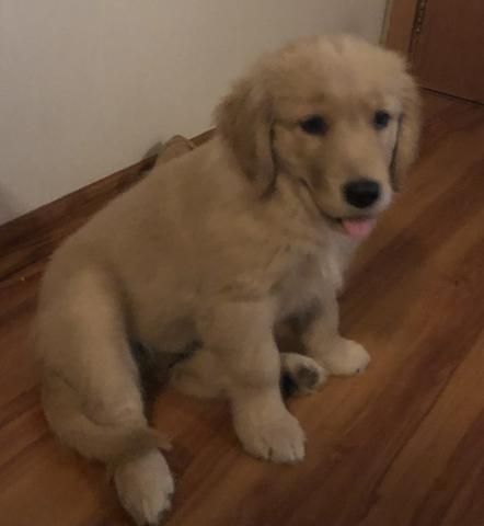 Vendo filhote de Golden Retriever