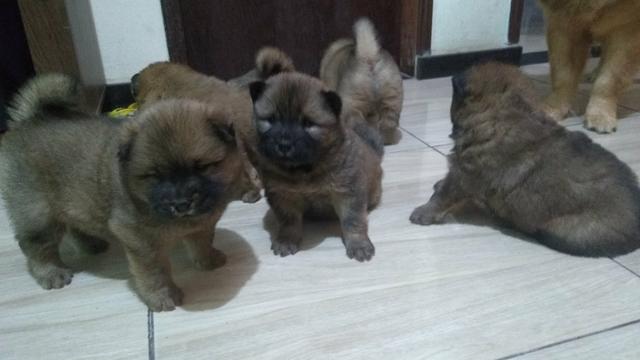 Vendo filhotes Chow Chow