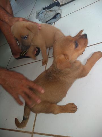 Vendo filhotes de labrador misturado com fila
