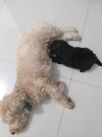 Vendo lhasa apso fêmea preta