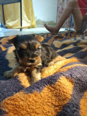 Yorkshire terrier micro
