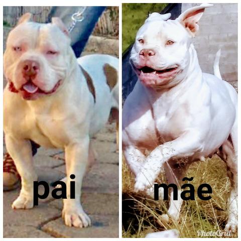 American Bully