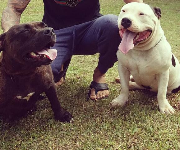 American Bully