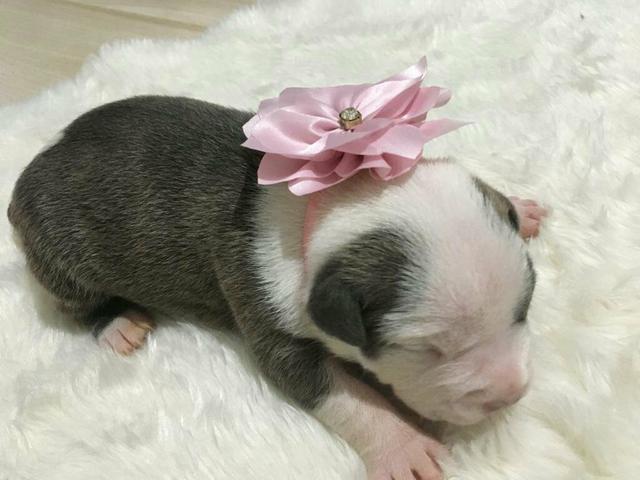 American Bully 47 