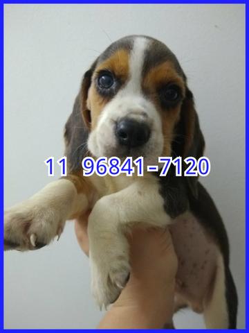 Beagle 13 polegadas, fotos dos que estão disponíveis