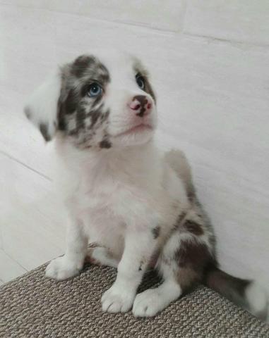 Border Collie