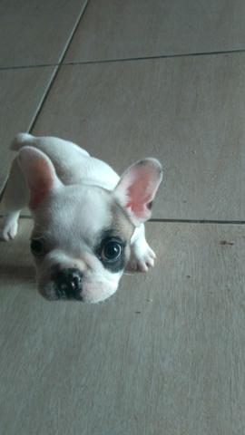 Bulldog Frances