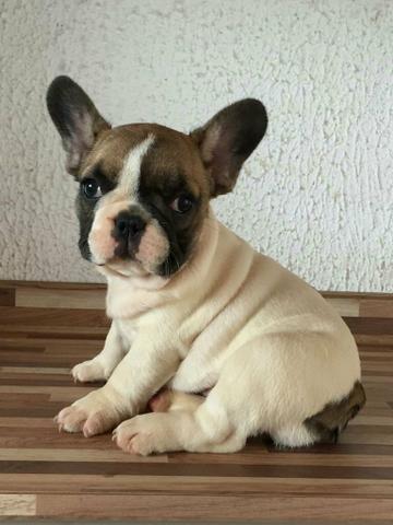 Bulldog francês