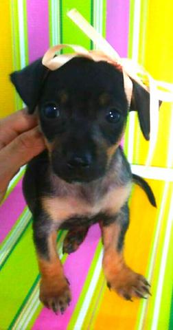 Cachorro filhote mistura de pinsher com vira lata lindo