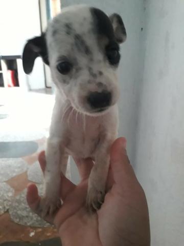 Cachorro para adoção