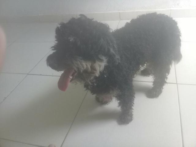 Cachorro poodle