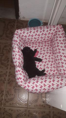 Cama de cachorro