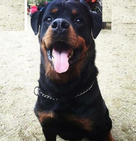 Canil C i t y Pet maravilhosos filhotes de Rottweiler já