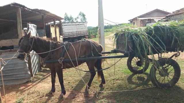 Cavalo de carosa