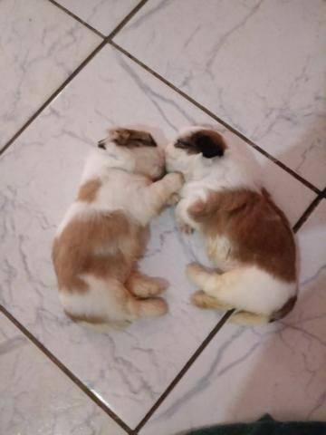 Filhotes Shih Tzu - 45 Dias