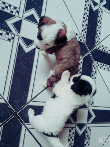 Filhotes de poodle!