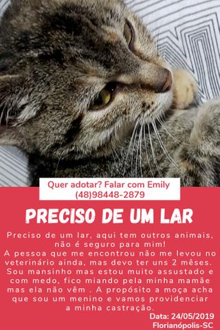 Gatinho para Doação